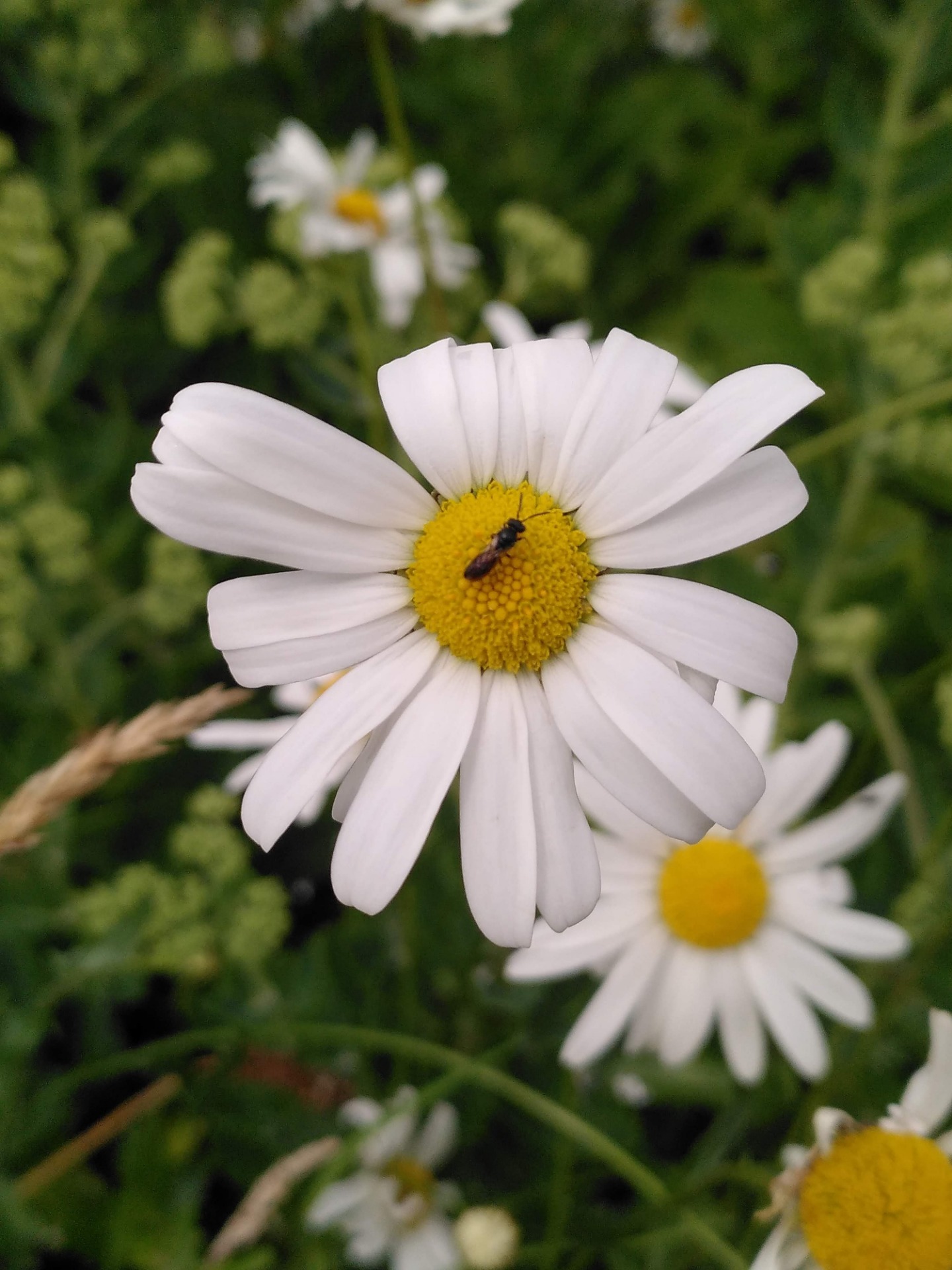 Oxeyed Daisy and solitary bee